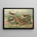 Phalaropus fulicarius Phalaropus lobatus - Johann Friedrich Naumann — indrammet kunstværk på væggen