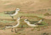 Phalaropus fulicarius, Phalaropus lobatus, Calidris arenaria - Johann Friedrich Naumann — visning af kunstværket