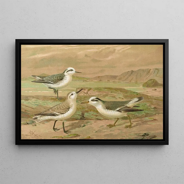 Johann Friedrich Naumann - Phalaropus fulicarius Phalaropus lobatus Calidris arenaria.webp