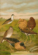 Philomachus pugnax - Johann Friedrich Naumann — visning af kunstværket