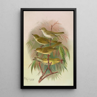 Johann Friedrich Naumann - Phylloscopus Bonnellii coronatus trochilus sibilator.webp