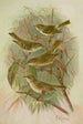 Phylloscopus proregulus superciliosus rufus tristis Blyth - Johann Friedrich Naumann — visning af kunstværket