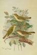 Phylloscopus viridanus nitidus borealis - Johann Friedrich Naumann — visning af kunstværket