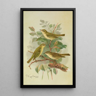 Johann Friedrich Naumann - Phylloscopus viridanus nitidus borealis.webp