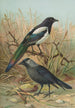 Pica pica Lycus monedula - Johann Friedrich Naumann — visning af kunstværket