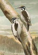 Picoides tridactylus - Johann Friedrich Naumann — visning af kunstværket
