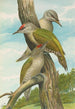 Picus canus - Johann Friedrich Naumann — visning af kunstværket