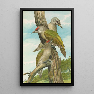 Johann Friedrich Naumann - Picus canus.webp