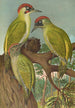 Picus viridis - Johann Friedrich Naumann — visning af kunstværket