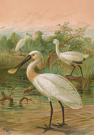 Johann Friedrich Naumann - Platalea leucorodia.webp