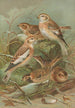 Plectrophenax nivalis Calcarius lapponicus - Johann Friedrich Naumann — visning af kunstværket