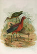 Plegadis falcinellus - Johann Friedrich Naumann — visning af kunstværket