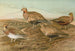 Pterocles arenarius, Pterocles alchata, Pterocles exustus Temm - Johann Friedrich Naumann — visning af kunstværket