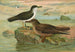 Puffinus puffinus Brunn Puffinus griseus - Johann Friedrich Naumann — visning af kunstværket