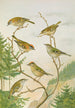 Regulus ignicapillus Regulus regulus - Johann Friedrich Naumann — visning af kunstværket