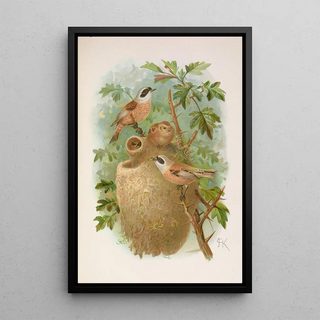 Johann Friedrich Naumann - Remizus pendulinus.webp