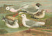 Rhodostethia rosea, Xema sabinii, Sabine, Rissa tridactyla - Johann Friedrich Naumann — visning af kunstværket