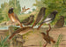 Ruticilla titys Ruticilla phoenicurus - Johann Friedrich Naumann — visning af kunstværket