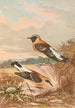 Saxicola stapazina Saxicola aurita - Johann Friedrich Naumann — visning af kunstværket