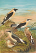 Saxicola stapazina Saxicola aurita Saxicola oenanthe - Johann Friedrich Naumann — visning af kunstværket