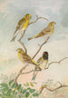 Serinus serinus Serinus pusillus - Johann Friedrich Naumann — visning af kunstværket