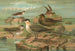 Stercorarius longicaudus Vieill Stercorarius parasiticus - Johann Friedrich Naumann — visning af kunstværket