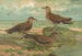 Stercorarius parasiticus Stercorarius pomarinus Store labbe Stercorarius longicaudus Vieill - Johann Friedrich Naumann — visning af kunstværket