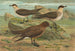Stercorarius parasiticus, Stercorarius skua, Brünn, Stercorarius pomarinus, Moyen labbe - Johann Friedrich Naumann — visning af kunstværket