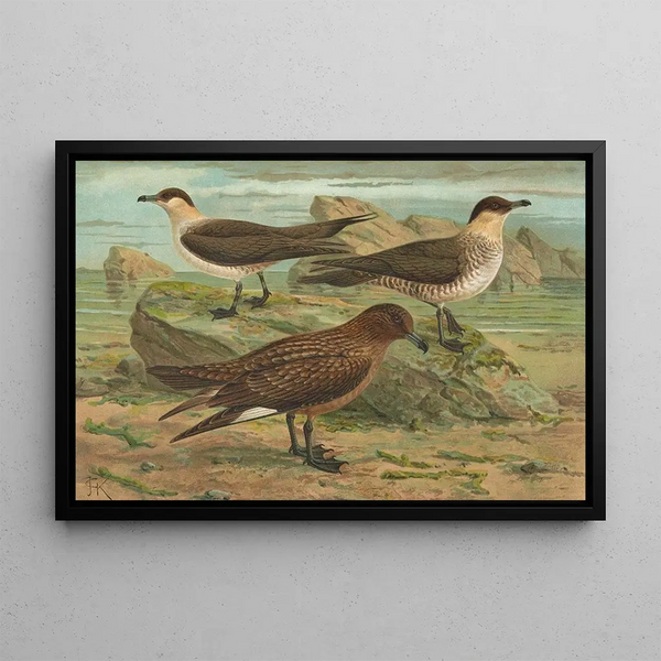 Johann Friedrich Naumann - Stercorarius parasiticus Stercorarius skua Brunn Stercorarius pomarinus Mittlere Raubmve.webp