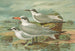 Sterne tschegrava Lepech, Sterne cantiaca Gm, Sterne nilotica Hasselqu - Johann Friedrich Naumann — visning af kunstværket