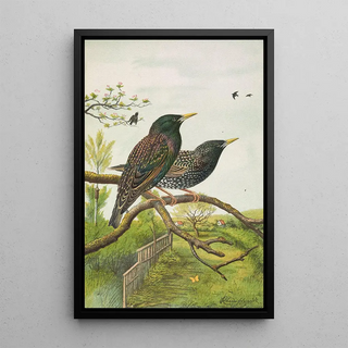 Johann Friedrich Naumann - Sturnus vulgaris.webp