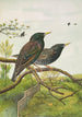 Sturnus vulgaris - Johann Friedrich Naumann — visning af kunstværket