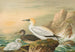 Fou de Bassan - Johann Friedrich Naumann — visning af kunstværket