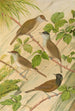 Sylvia atricapilla - Johann Friedrich Naumann — visning af kunstværket