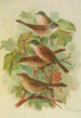 Sylvia curruca sylvia simplex - Johann Friedrich Naumann — visning af kunstværket
