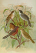 Sylvia melanocephala Sylvia undata Hypolais salicaria - Johann Friedrich Naumann — visning af kunstværket