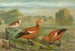 Tadorne casarca - Johann Friedrich Naumann — visning af kunstværket