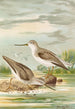 Terekia cinerea - Johann Friedrich Naumann — visning af kunstværket