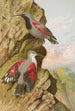 Tichodroma muraria - Johann Friedrich Naumann — visning af kunstværket