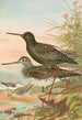 Totanus fuscus Totanus littoreus - Johann Friedrich Naumann — visning af kunstværket