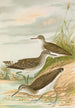 Totanus ochropus Totanus glareola Tringoides hypoleucus - Johann Friedrich Naumann — visning af kunstværket