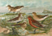 Tringa temminckii Leisl Tringa alpina Tringa subarcuata - Johann Friedrich Naumann — visning af kunstværket