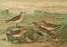 Tringa alpina Schinzi, Tringa minuta Leisl - Johann Friedrich Naumann — visning af kunstværket