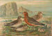 Tringa canutus Tringa maritima - Johann Friedrich Naumann — visning af kunstværket