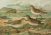 Tringa canutus Tringa subarcuata Tringa maritima Brunn - Johann Friedrich Naumann — visning af kunstværket
