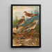 Turdus Naumanni - Johann Friedrich Naumann — indrammet kunstværk på væggen