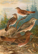 Turdus Naumanni - Johann Friedrich Naumann — visning af kunstværket