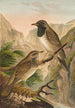 Turdus atrigularis - Johann Friedrich Naumann — visning af kunstværket