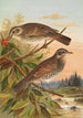 Turdus fuscatus - Johann Friedrich Naumann — visning af kunstværket