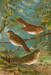 Turdus fuscescens Turdus pallassii Turdus swainsonii - Johann Friedrich Naumann — visning af kunstværket